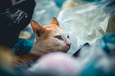 Konec odpadového režimu u plastů - připomínky k návrhu Evropské komise