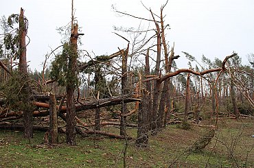 České lesy trápí dlouhodobé sucho, místy bez přírůstu